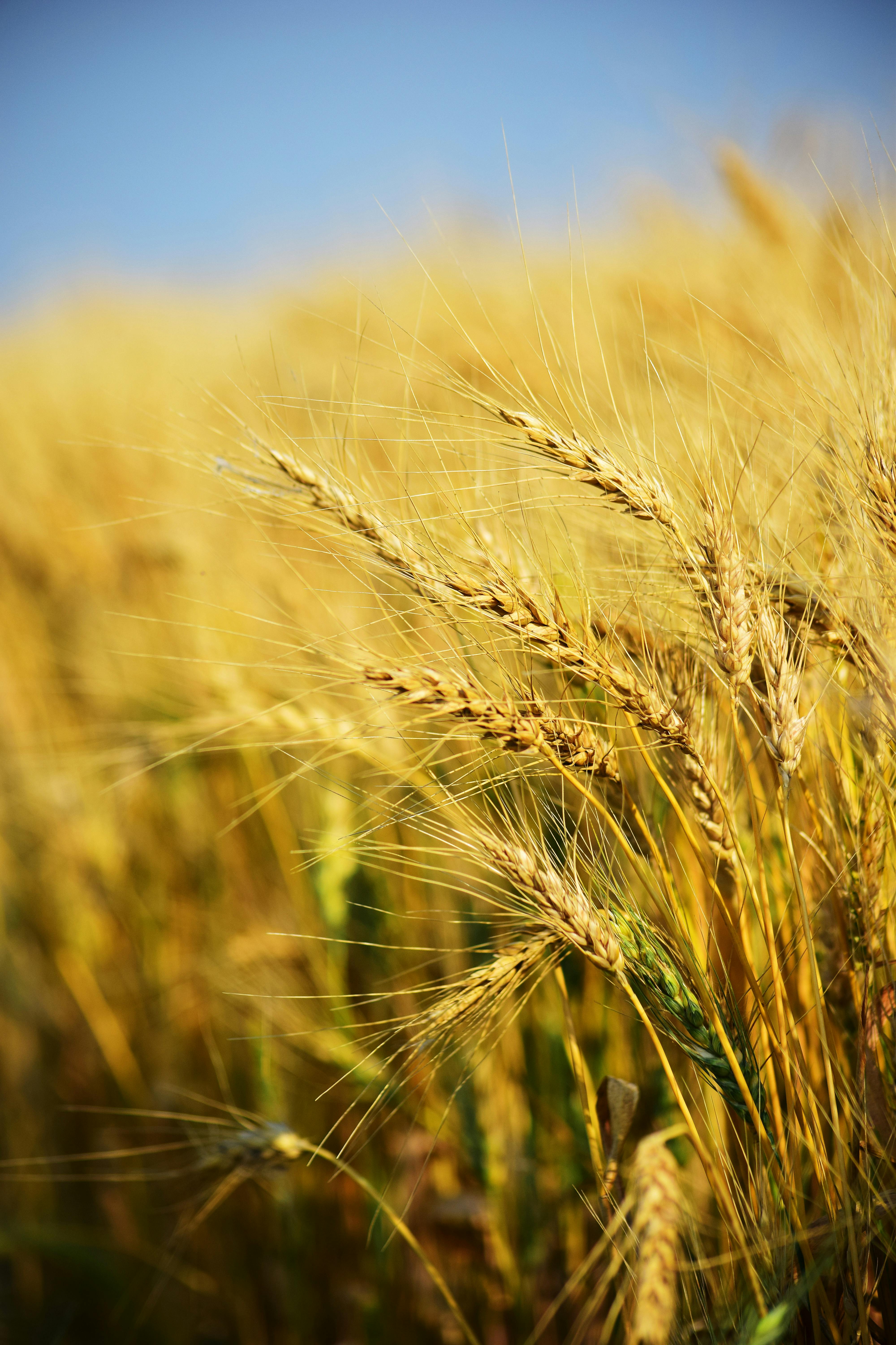 Wheat Field